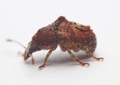 Garyus altus