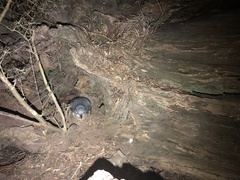 Eudyptula minor albosignata