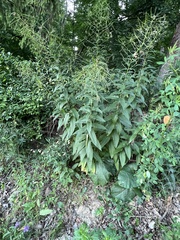 Sisymbrium strictissimum