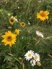 Helenium bolanderi