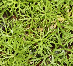 Ranunculus inundatus