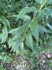 Sisymbrium strictissimum