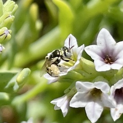 Perdita heliotropii