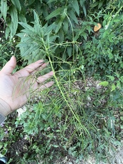 Sisymbrium strictissimum
