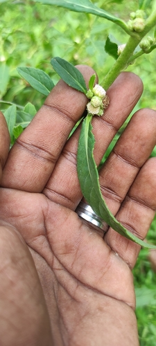 Image of Struchium sparganophorum by (c) renjus box, some rights reserved (CC BY)