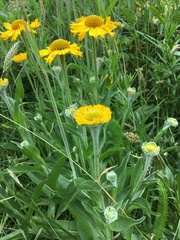 Helenium bolanderi
