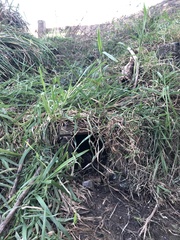 Eudyptula minor albosignata