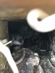 Eudyptula minor albosignata