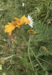 Helenium bolanderi