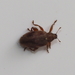 Alder Jumping Weevil - Photo (c) Lorin Timaeus, some rights reserved (CC BY), uploaded by Lorin Timaeus