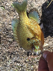 Lepomis gibbosus × macrochirus