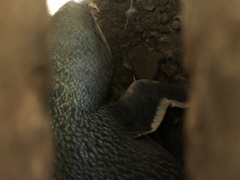 Eudyptula minor albosignata