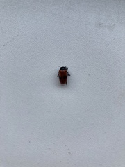 Clytra quadripunctata