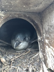 Eudyptula minor albosignata