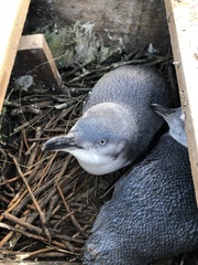 Eudyptula minor albosignata