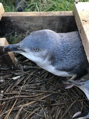 Eudyptula minor albosignata