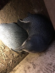 Eudyptula minor albosignata