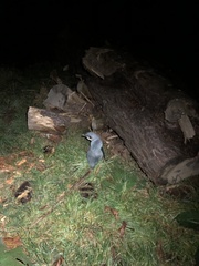 Eudyptula minor albosignata