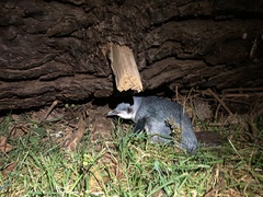 Eudyptula minor albosignata