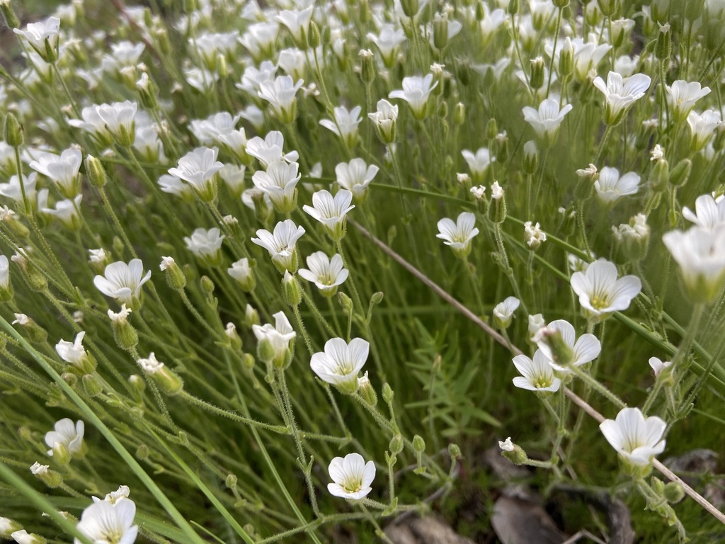 Yukon Stitchwort