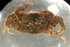 Australoplax tridentata