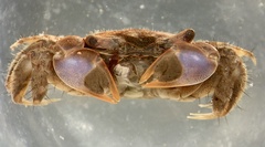 Australoplax tridentata