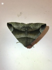 Bastilla maturescens