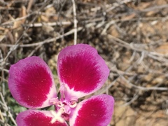Clarkia speciosa