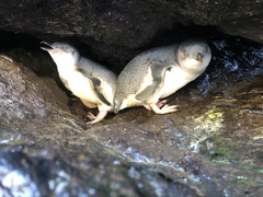 Eudyptula minor albosignata