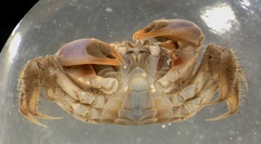 Australoplax tridentata