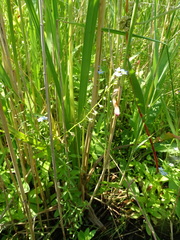Myosotis scorpioides praecox