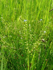 Myosotis scorpioides praecox