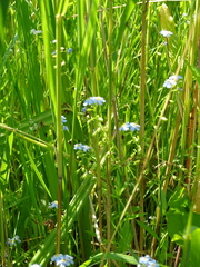 Myosotis scorpioides praecox