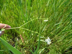 Myosotis scorpioides praecox