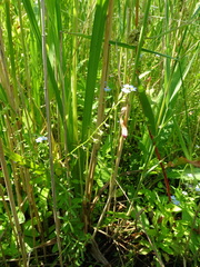 Myosotis scorpioides praecox