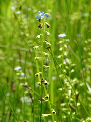 Myosotis scorpioides praecox