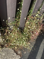 Erigeron karvinskianus
