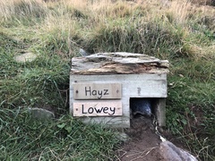 Eudyptula minor albosignata