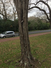 Taxandria juniperina