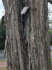 Taxandria juniperina