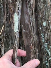 Taxandria juniperina