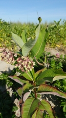 Asclepias syriaca