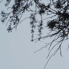 Taxandria juniperina