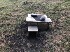 Eudyptula minor albosignata