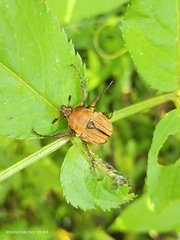 Cosmiomorpha similis