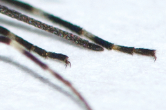 Aedes excrucians
