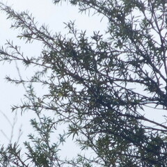 Taxandria juniperina