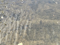 Campostoma spadiceum