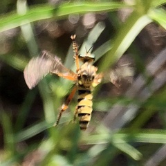 Callinicus pictitarsis