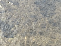 Campostoma spadiceum